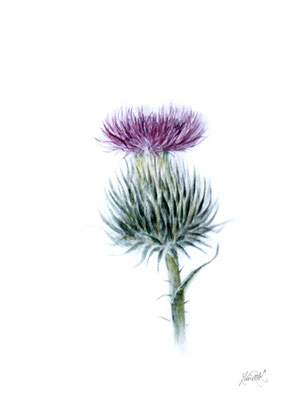 Distel. Aquarell, 10 x 14 cm, 2019