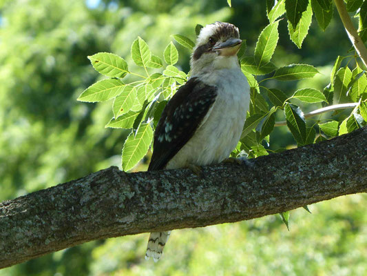 Kookaburra (Lachender Hans)