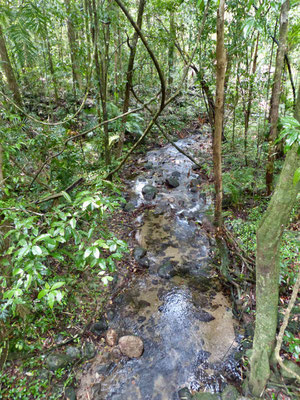 Impressionen vom Regenwald