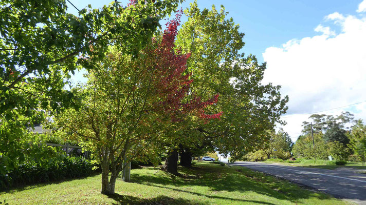 Erste Herbstzeichen in den Blue Mountains