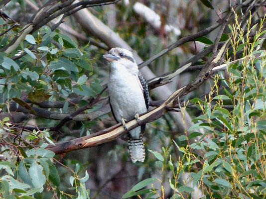 Lachender Hans Kookaburra