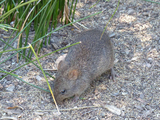 Potoroos