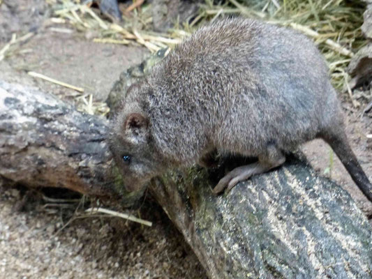 Das Quokka oder Kurzschwanzkänguru ist eine Beuteltierart aus der Familie der Kängurus und der einzige Vertreter der Gattung Setonix