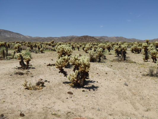 Cholla Cactus Garden