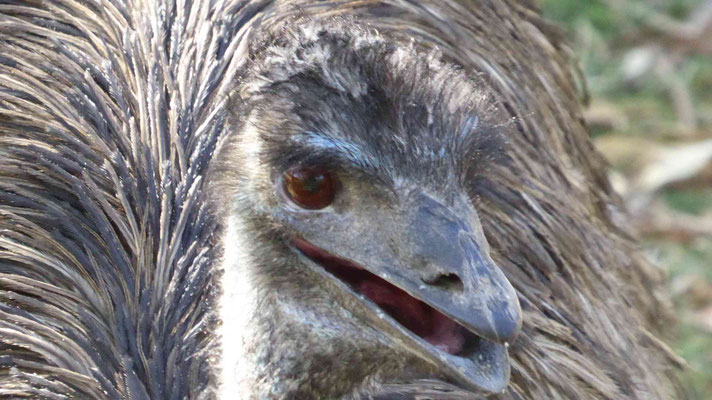 Emu