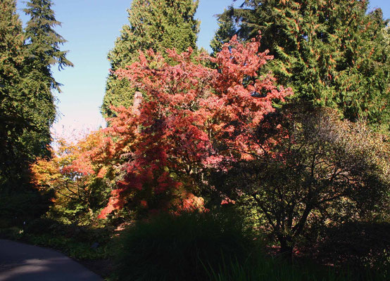 Im UBC Botanical Garden