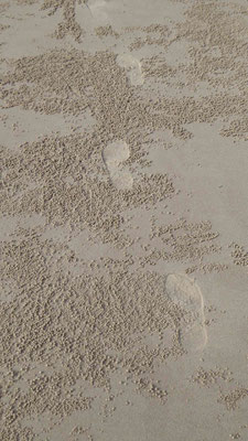 Spuren im Sand (Claudia)