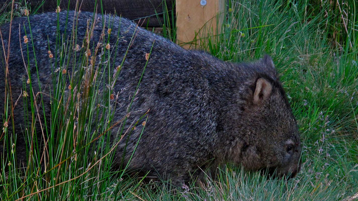 Wombat unter unserem Balkon