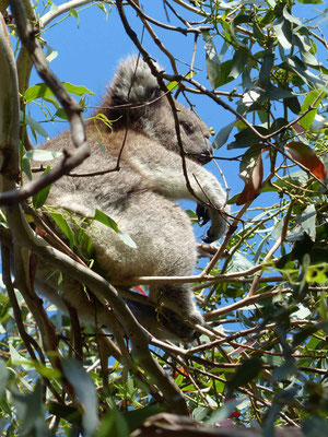 Bimbi Park in Cape Otway