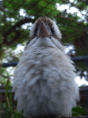 Kookaburra (Lachender Hans)