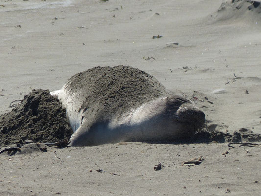 San Simeon (Elephant View Point)