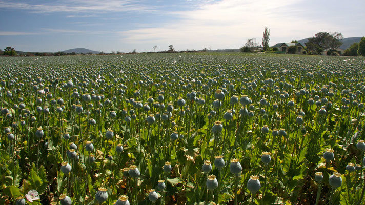 Staatlich angebautes Opiumfeld