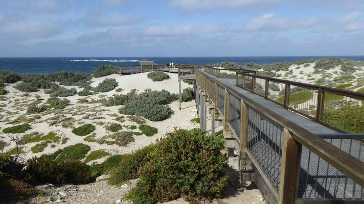 Seal Bay (geführte Tour zu den Seelöwen)