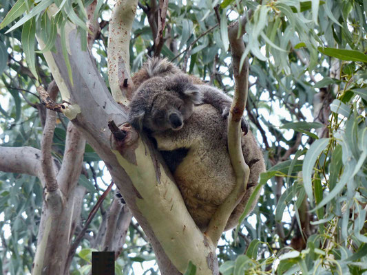 Auf dem Koala Walk