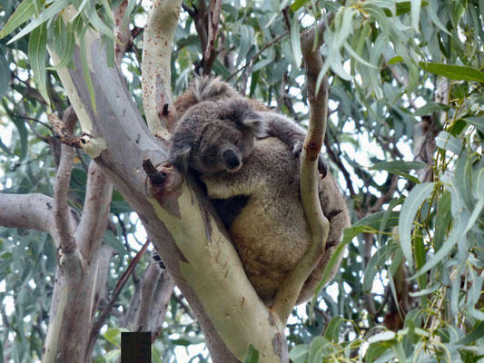 Auf dem Koala Walk