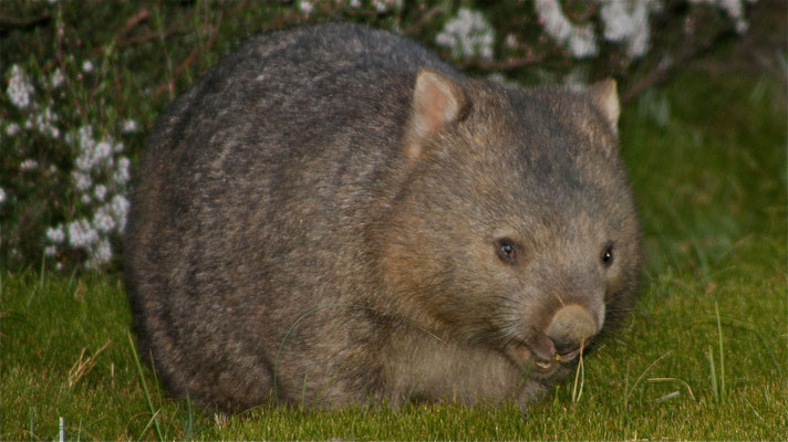 Wombat