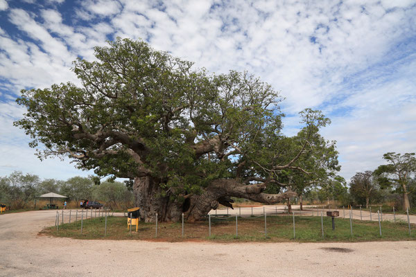 Ein weitere Boab Tree auf dem Weg nach Fitzroy Crossing