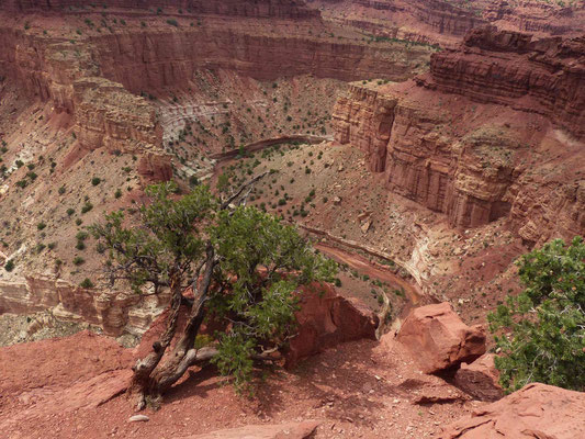 Goosenecks Overlook