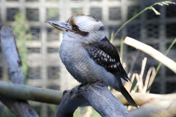 Lachender Hans (Kookaburra)