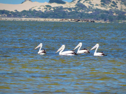 Pelican Observations Check Point