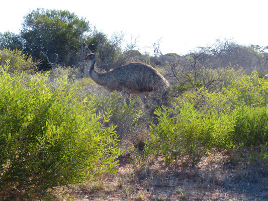 Emu's am Wegrand