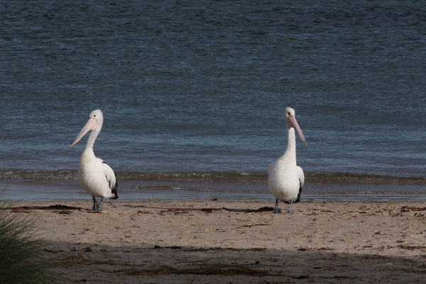 Auch die Pelikane warten