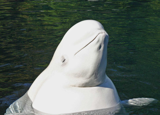 Beluga