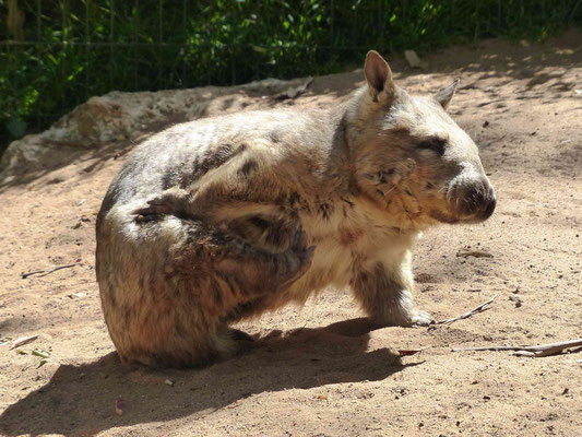 Wombat