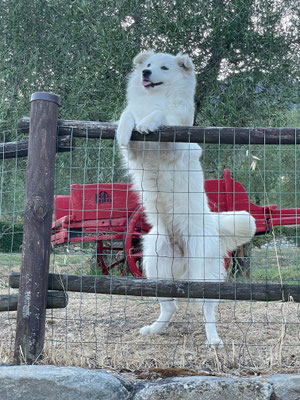 Herziger Hund namens Neve (Schnee)