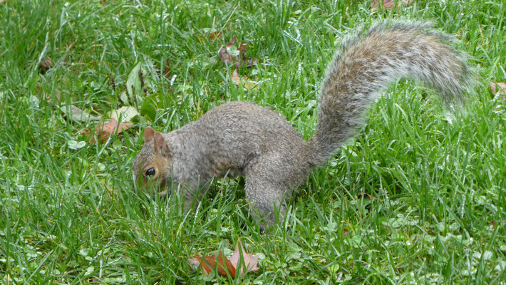 Unzählige Eichhörnchen sammeln den Wintervorrat