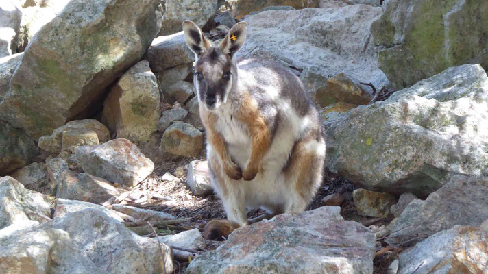 Yellow-footed Rock Wallabie