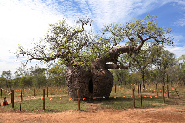 Der Boab Prison Tree