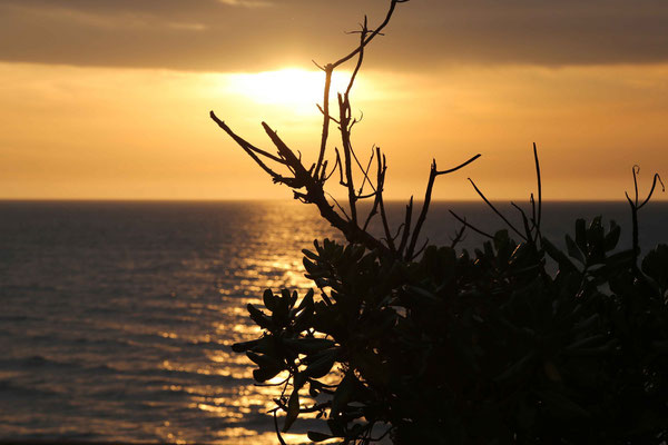 Sonnenuntergang am East Point Reserve