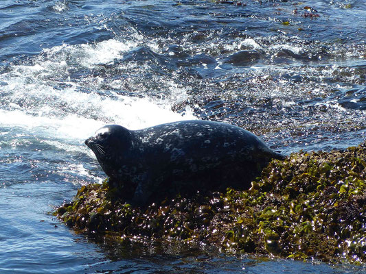 Seehund am Sünnele