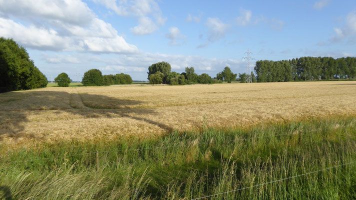 Abendspaziergang in der Polder