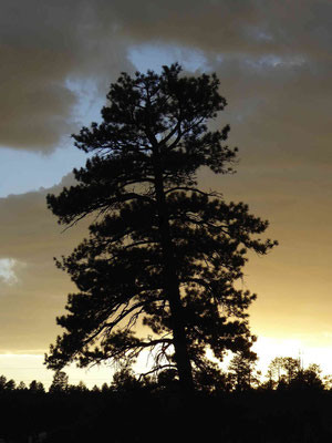 Abendstimmung in Bryce Canyon