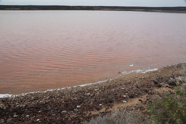 Am Pink Hutt Lagoon