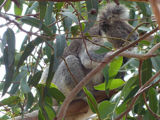  Hanson Bay Sanctuary (Koala Walk)