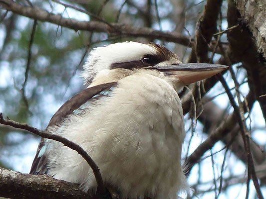 Kookaburra (Lachender Hans)