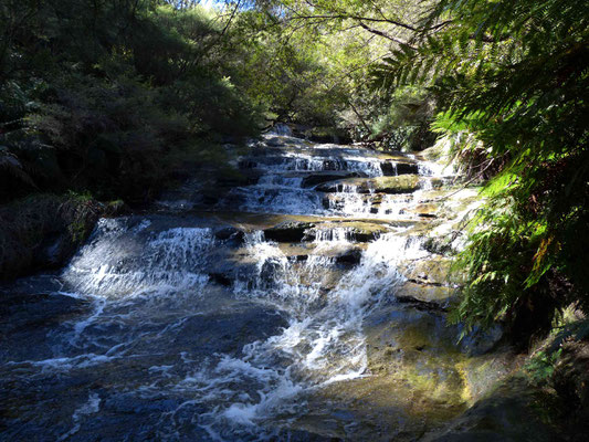 Auf dem Leura Cascades Walking Track