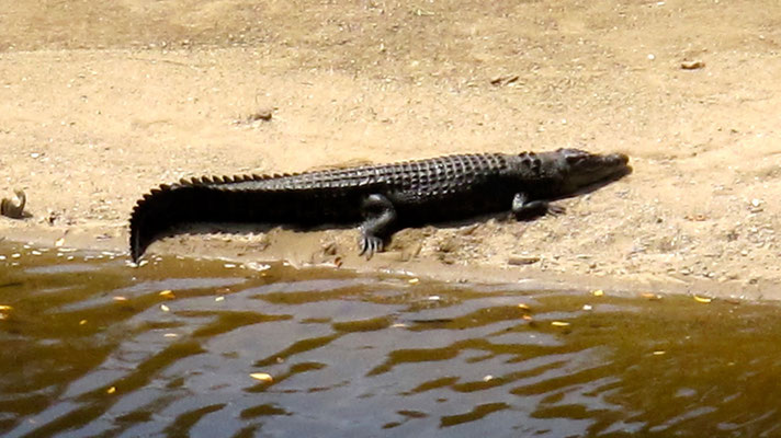Wild lebendes Krokodil (ca. 6 m lang)