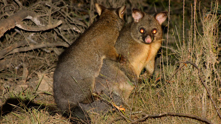 Possum