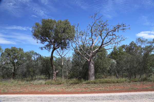 Boab Tree