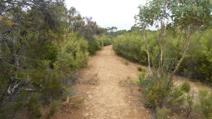  leichte Wanderung bei dem Platypus Waterholes Walk (keine Schnabeltiere gesehen)