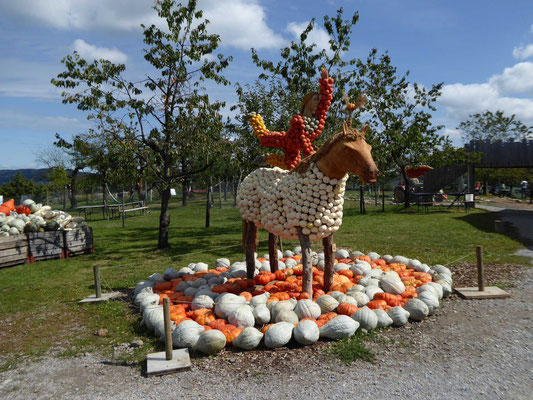 Juckerfarm in Seegräben