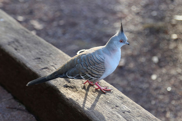 Vögel vor der Haustür