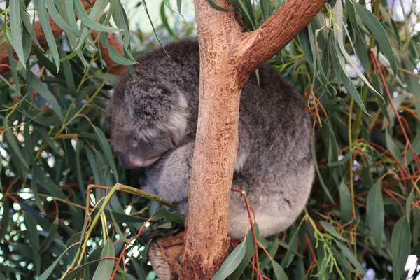 Koalas und Kängurus knuddeln