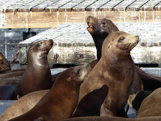 Sealions beim Pier 39