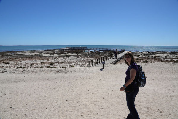 Shark Bay / Hamelin Pool, "Stromatolithen" (Mikroorganismen, Cyanobakterien)