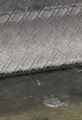 飛び上がる時